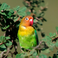Fischer's lovebird