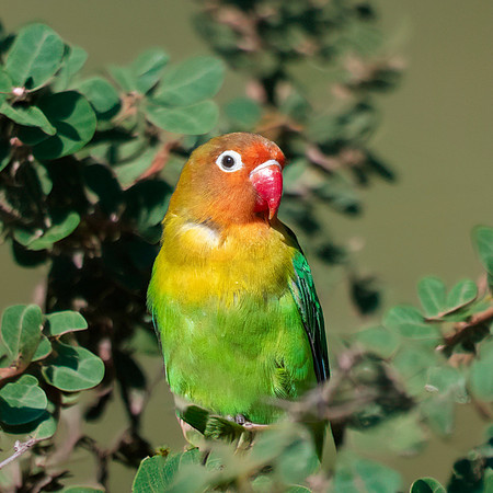 Fischer's lovebird