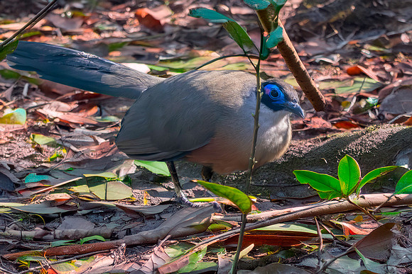Giant Coua
