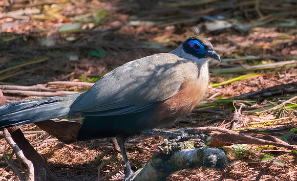 Giant Coua