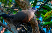 Giant Coua