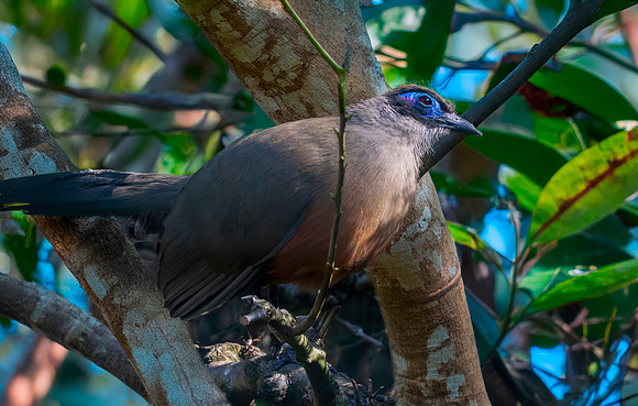 Giant Coua