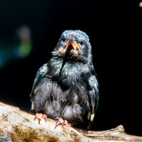 Green wood hoopoe