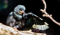 Green wood hoopoe