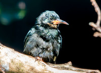 Green wood hoopoe