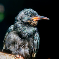 Green wood hoopoe