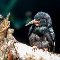 Green wood hoopoe