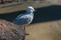 Grey gull