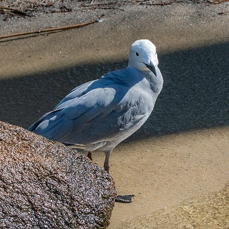 Grey gull