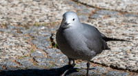 Grey gull