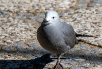 Grey gull