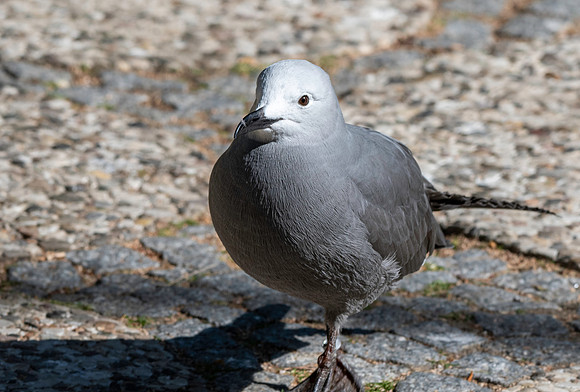 Grey gull