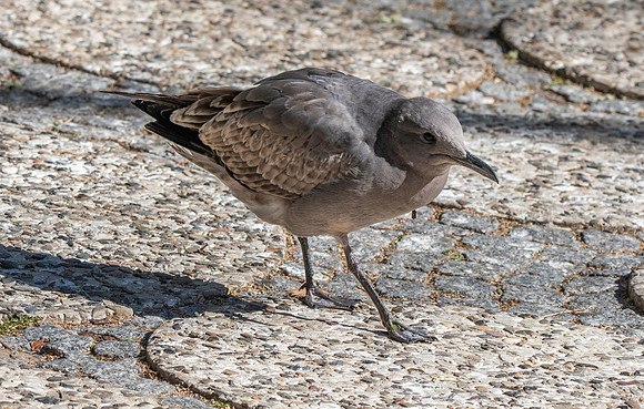 Grey gull
