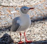 Grey headed gull / Grey hooded gull