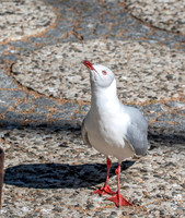 Grey headed gull / Grey hooded gull