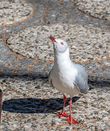Grey headed gull / Grey hooded gull