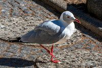 Grey headed gull / Grey hooded gull