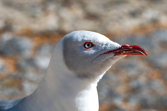 Grey headed gull / Grey hooded gull