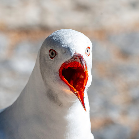 Grey headed gull / Grey hooded gull