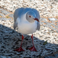 Grey headed gull / Grey hooded gull