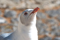 Grey headed gull / Grey hooded gull