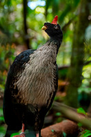 Horned guan