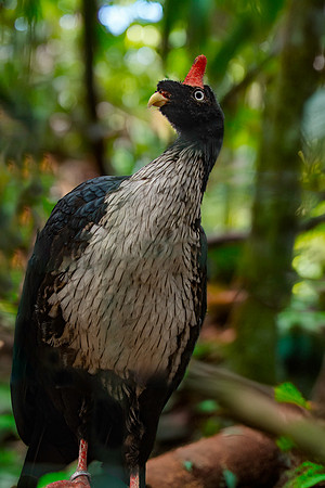 Horned guan