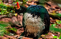 Horned guan