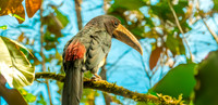 Ivory billed aracari