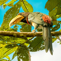 Ivory billed aracari