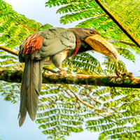 Ivory billed aracari