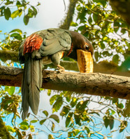 Ivory billed aracari