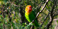Lilian's/Nyasa lovebird