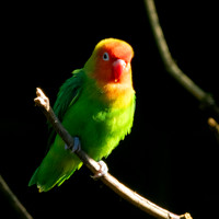 Lilian's/Nyasa lovebird