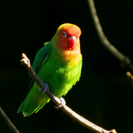 Lilian's/Nyasa lovebird