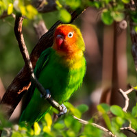 Lilian's/Nyasa lovebird