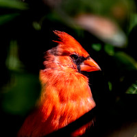 Northern cardinal