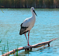 Oriental stork
