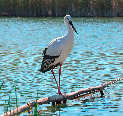 Oriental stork