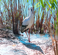 Oriental stork