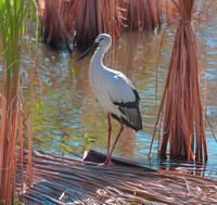 Oriental stork