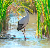 Oriental stork