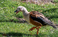 Orinoco goose