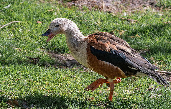 Orinoco goose