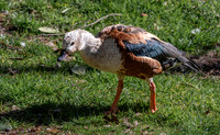 Orinoco goose