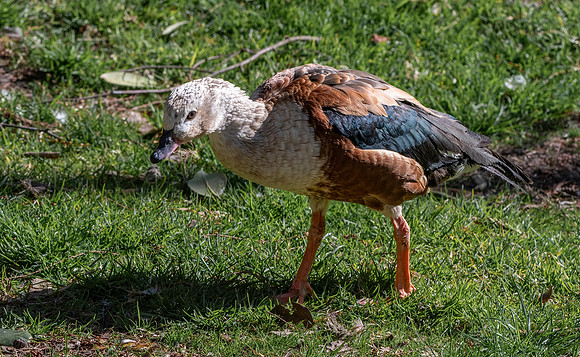 Orinoco goose