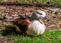 Orinoco goose