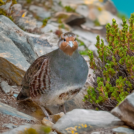 Pyrenean grey partridge