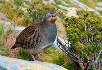 Pyrenean grey partridge