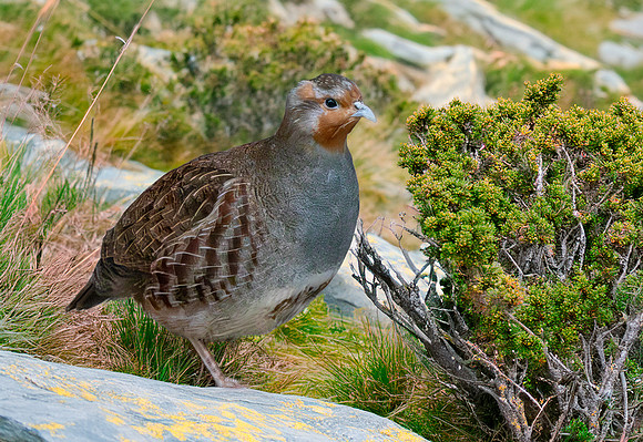 Pyrenean grey partridge